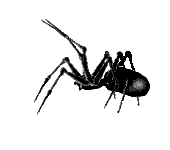 spider_anim.gif (5836 bytes)